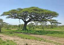 Acacia tortilis, Umbrella Thorn Tree - 5 Se eds