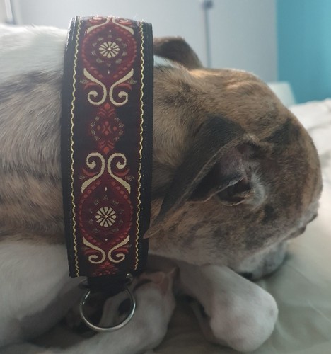 Collier pour chien lévrier - collier,