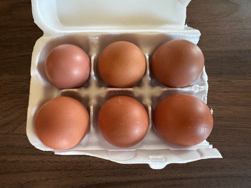Maran fertile hatching - maran,
