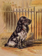 COCKER SPANIEL CHARMING DOG GREETINGS NOTE CARD BEAUTIFUL BLUE ROAN SITS BY GATE
