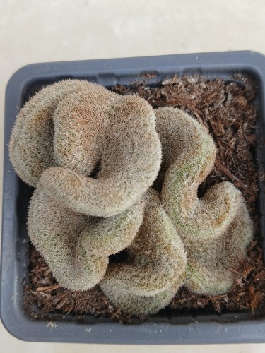 Epithelantha polycephala - epithelantha,
