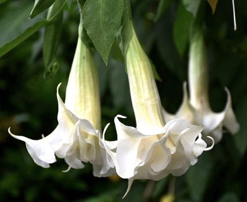 Brugmansia arborea trompette - arborea,