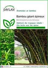 SAFLAX  - Bambou géant
