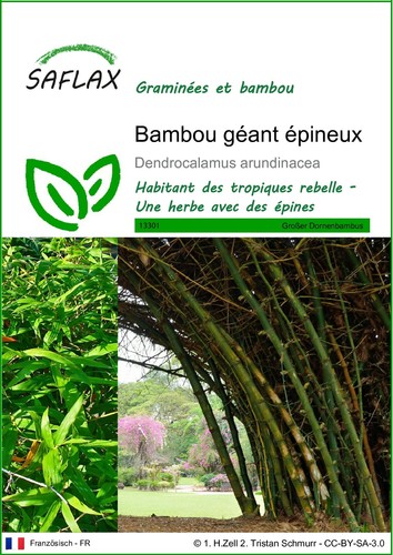 Saflax bambou géant - saflax,