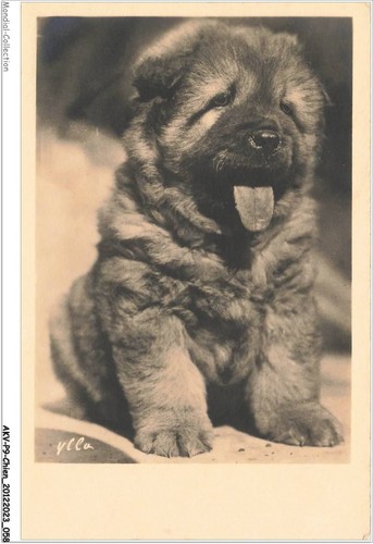 AKVP9-0674-CHIEN - CHIOT