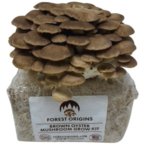 Brown oyster mushroom growing - oyster,