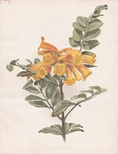 Catalpa Trumpetbush Jaune Cloches Botanique Fleur Botany Robinson Litho