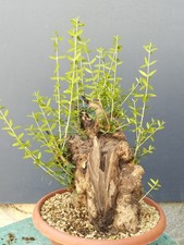 Bonsaï olivier 30 x 25 cm en