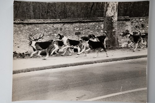 Photo argentique chasse à - photo,