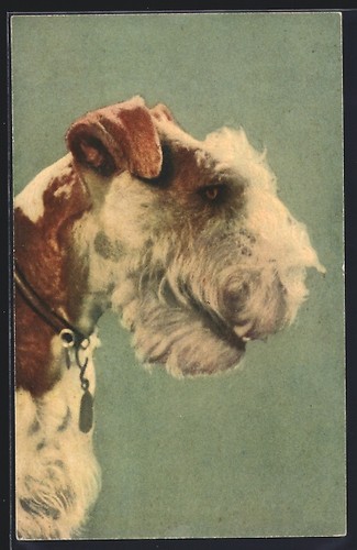 Carte postale fox - terrier, à
