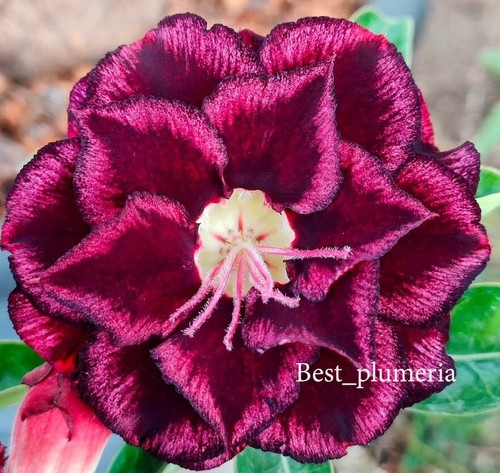 Adenium obesum desert - adenium, rose