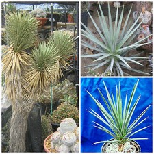 30 graines Yucca brevifolia