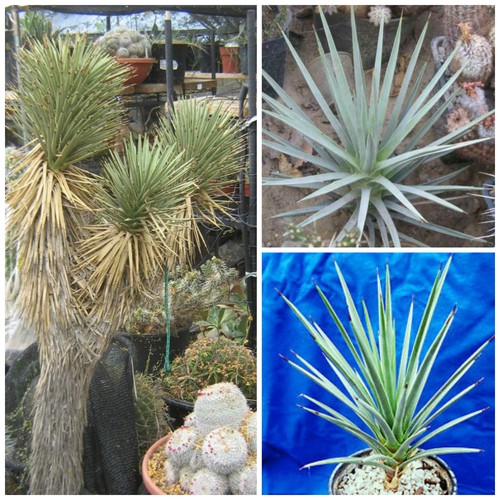 Graines yucca brevifolia - 30,