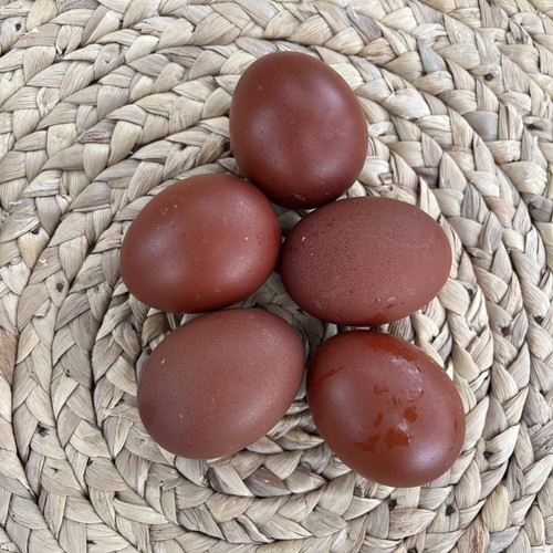 Purebred black copper marans - purebred,