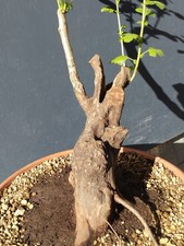 Bonsaï aubépine 30 x 17 cm