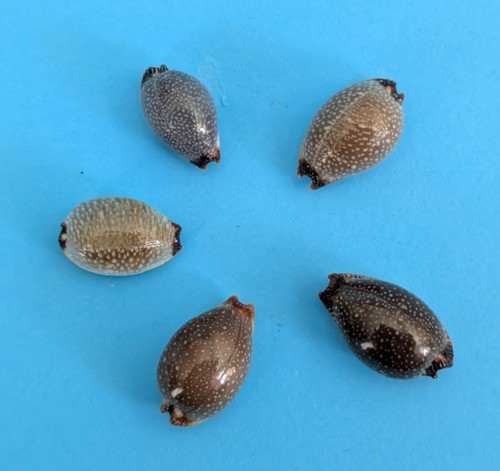 Cypraea staphylaea laevigata