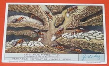 CHROME 1932 LIEBIG SERIES 1263 ANTS INTERIOR OF THE ANTHILL