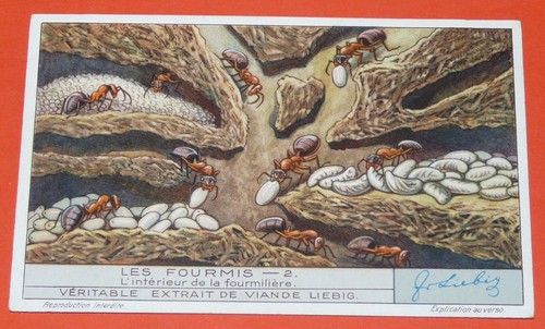 Chromo 1932 liebig serie 1263 - liebig,