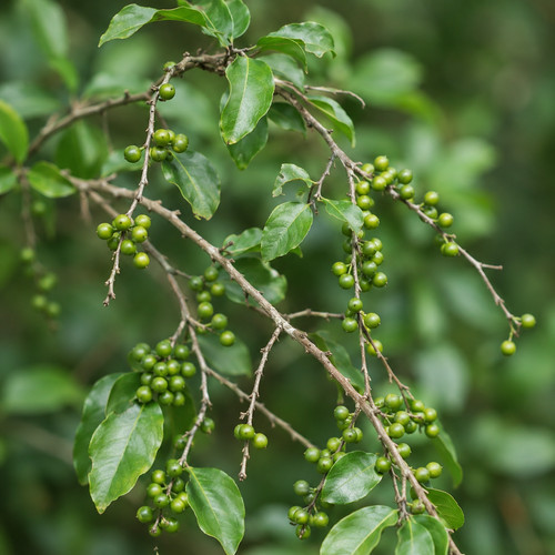 Diospyros abyssinica seeds - seeds,