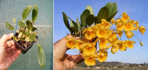 Dendrobium aggregatum - , x