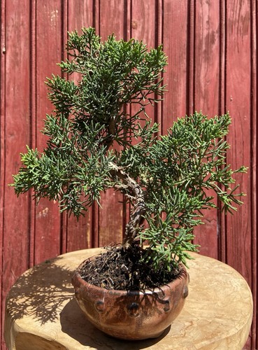 Bonsaï juniperus chinensis - bonsaÏ,