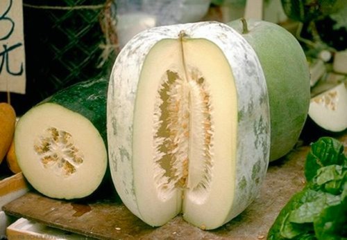 Graines courge - 8,