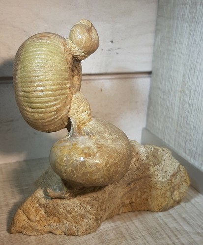 Ensemble deux ammonites et - ensemble,