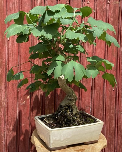 Bonsaï ginkgo biloba - ginkgo,