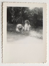 Two Little Dogs - Vintage Photo Snapshot May 1952