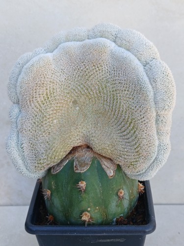 Epithelantha micromeris - epithelantha,