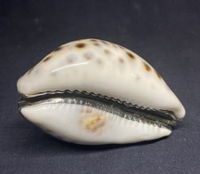 Antique Spotted Shell and Solid Silver Snuff Box Early 19th Century