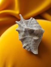 Vintage Lambis Shell Natural Sea Marine Decoration