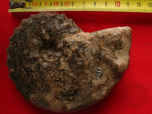 Ammonite turonien - ammonite, du