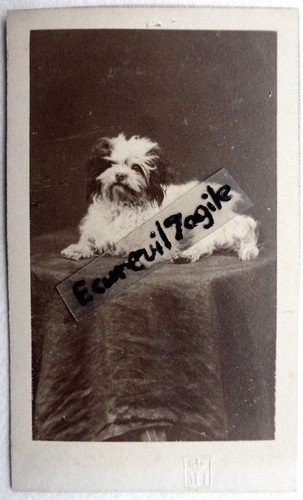 Cdv photo albumen petit chien - cdv,