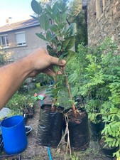 Feijoa sellowiana,  plantes de semis, porte greffe, 2 à 50 plantes
