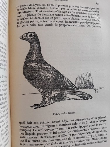 Pigeon voyageur 1950 - le,