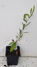 Olea europaea 'Cailletier' / Olivier de Nice / Godet
