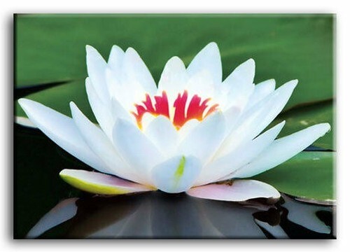 Premium toile art blanc lotus - toile,