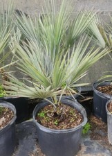 Brahea armata - Blue Hesper Palm - Mexican Blue Palm - 7 Gallon