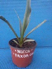 yucca faxon-gau
