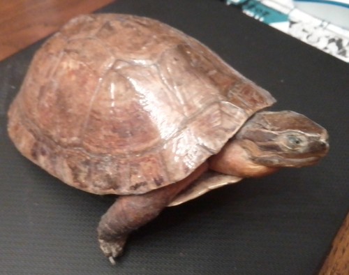 Tortue des philippines - des,