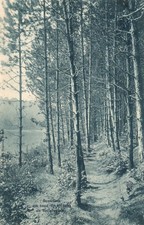 CPA 54 - CHAMPIGNEULLES (M. et Moselle) - Sous-Bois de l'Etang de Bellefontaine