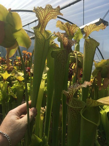 Plantes carnivores sarracenia - plantes,