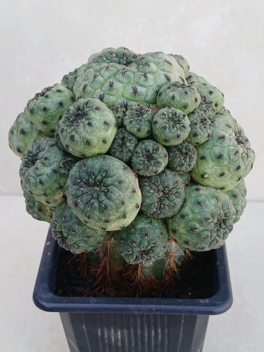 Sulcorebutie rauschii variety - sulcorebutie,