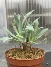 OTHONNA RETRORSA POT9CM D2/3CM
