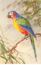 Illustrator - C. Klein - Parrot
