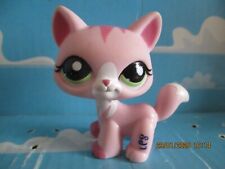 PETSHOP CHAT MAINE COON