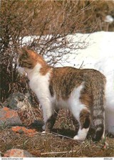 Animals - Cats - Brown Tiger Domestic Cat - CPM - Wrinkle Condition - See Scan