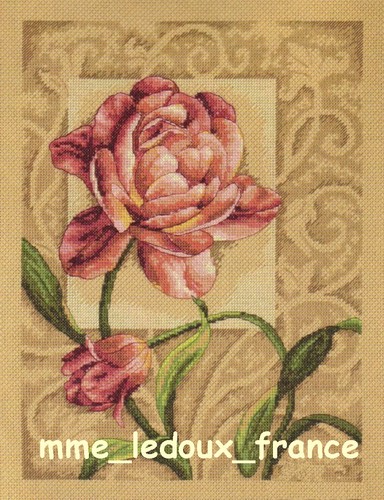 Kit usa graceful tulip - usa,