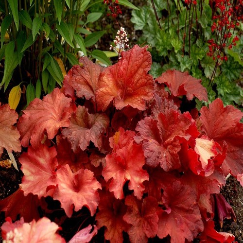Plante vivace fleurie - , massifs